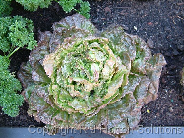 Lettuce Brown mignonette